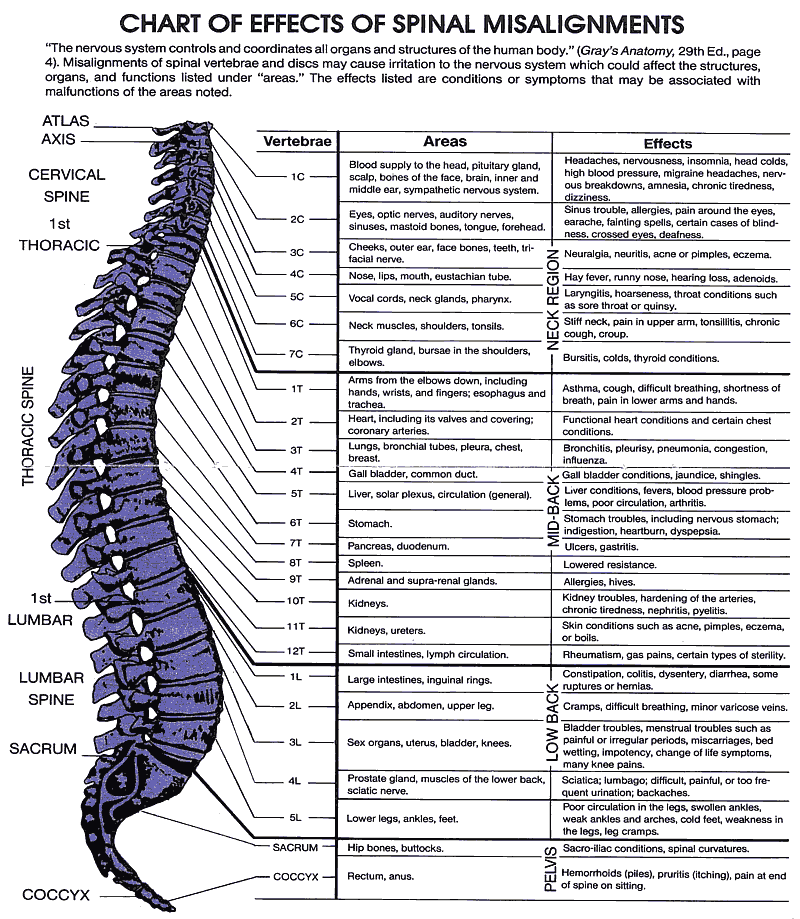 Chiropractic Body Charts